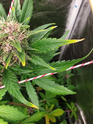 Growreport Bild 2