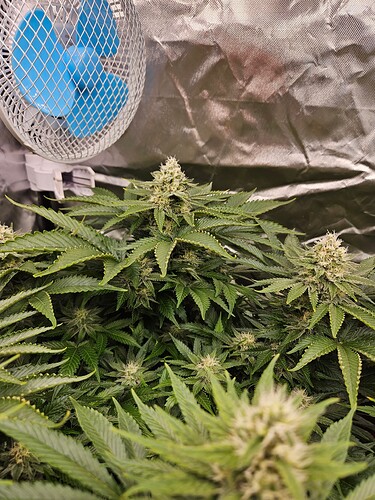 Growreport Bild 37