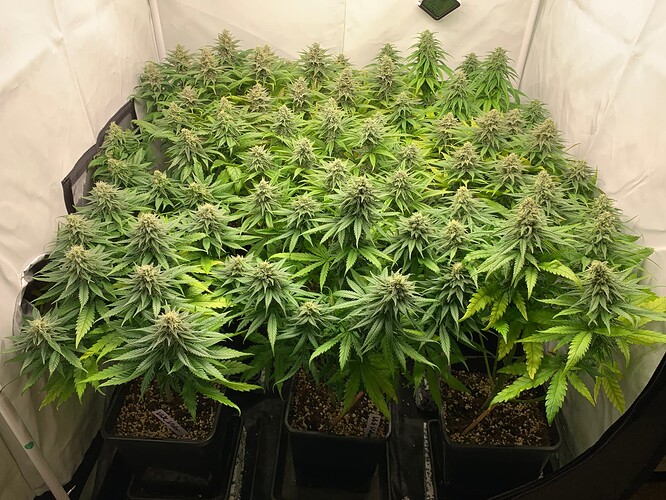 Growreport Bild 5
