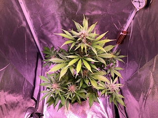 Growreport Bild 34