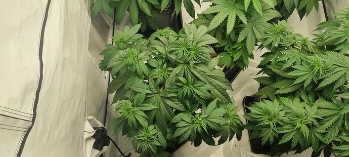 Growreport Bild 4