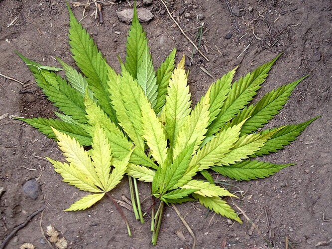 063_U1_gelbeblaetter