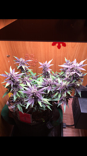 Growreport Bild 4