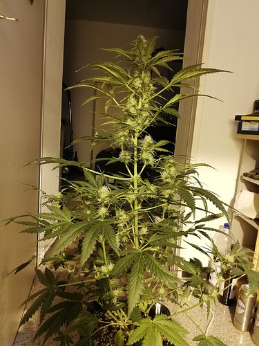 Growreport Bild 12