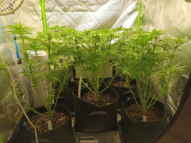 Growreport Bild 3