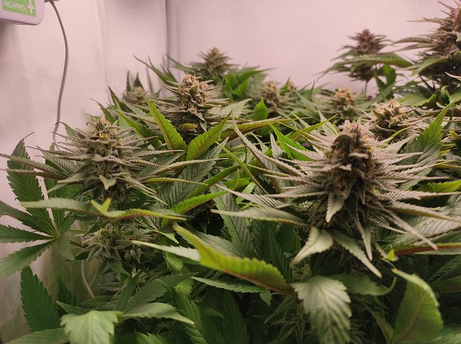 Growreport Bild 2