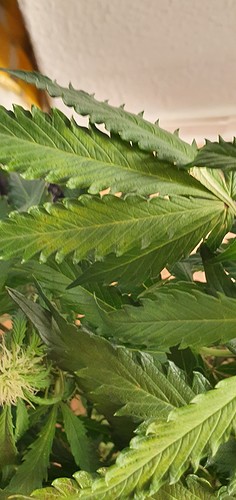 Growreport Bild 3