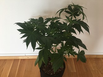 Growreport Bild 3