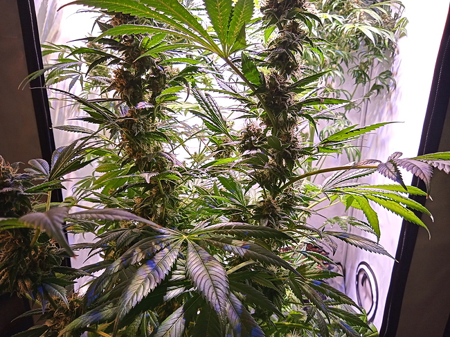 Growreport Bild 9