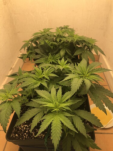 Growreport Bild 10