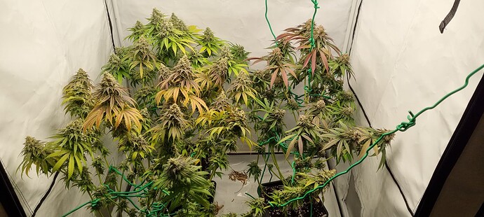 Growreport Bild 31