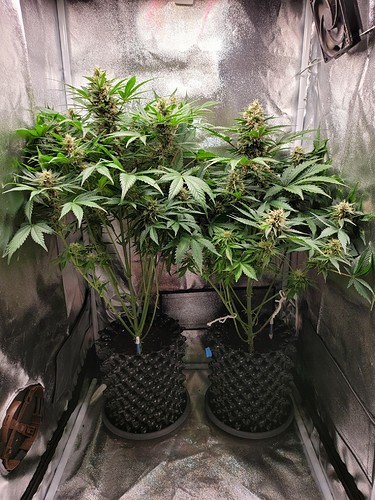 Growreport Bild 3