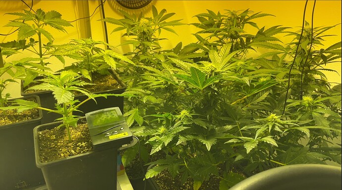 Growreport Bild 28