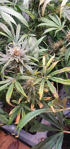 Growreport Bild 27