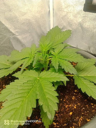 Growreport Bild 4