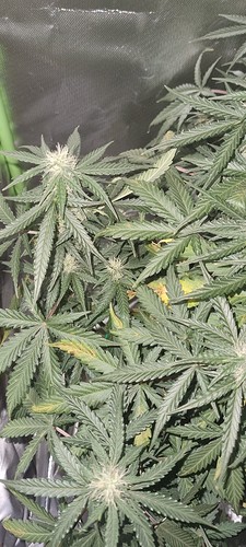 Growreport Bild 29