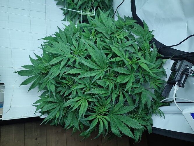 Growreport Bild 43