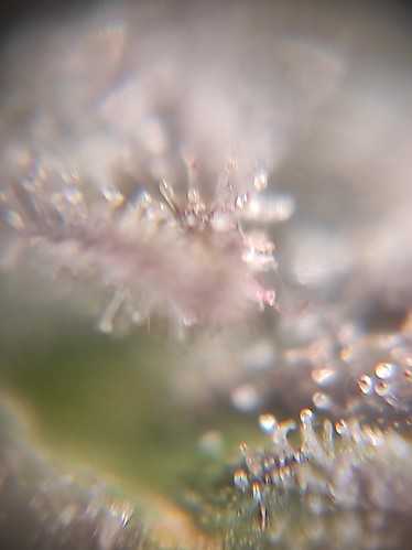 Growreport Bild 10