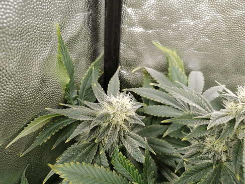 Growreport Bild 7