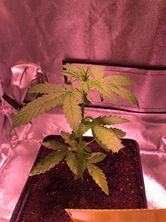 Growreport Bild 7