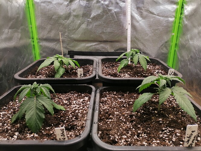 Growreport Bild 13