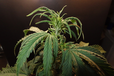 Growreport Bild 1