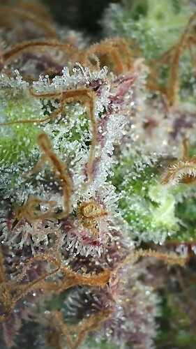 Growreport Bild 41