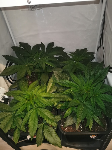 Growreport Bild 1