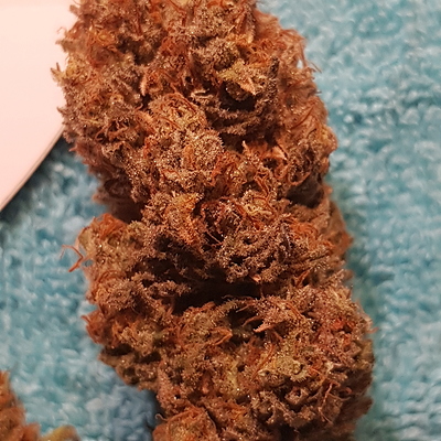 Growreport Bild 49