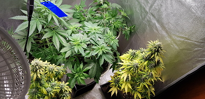 Growreport Bild 3