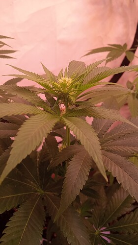 Growreport Bild 13