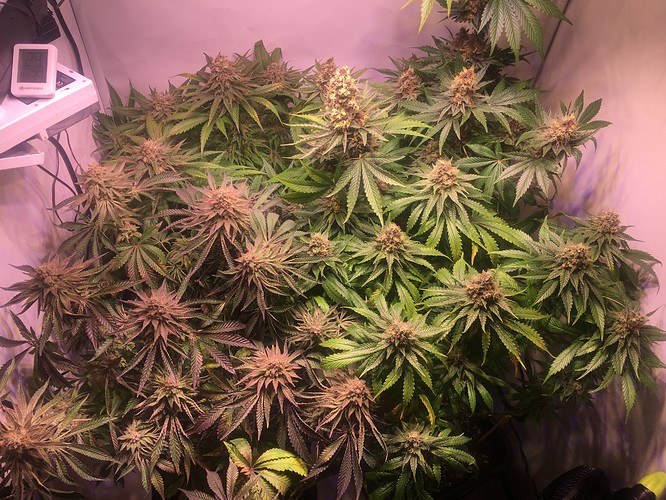 Growreport Bild 2