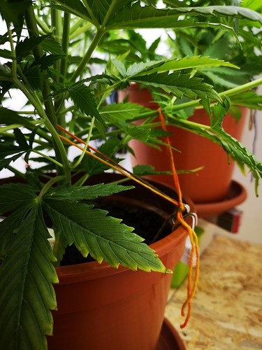 Growreport Bild 2
