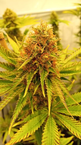 Growreport Bild 6