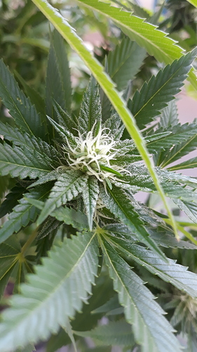 Growreport Bild 5