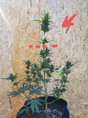Growreport Bild 1