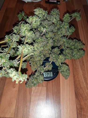 Growreport Bild 6