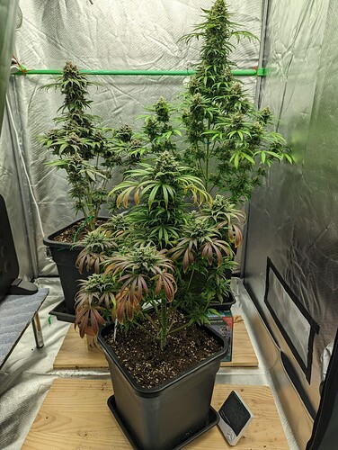 Growreport Bild 7