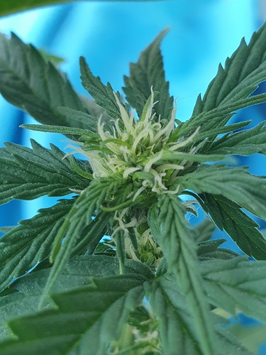 Growreport Bild 7