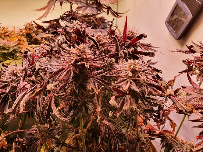 Growreport Bild 2