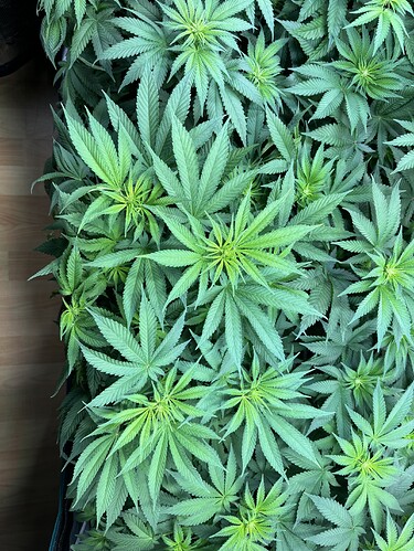 Growreport Bild 13
