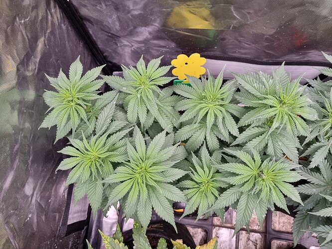 Growreport Bild 30