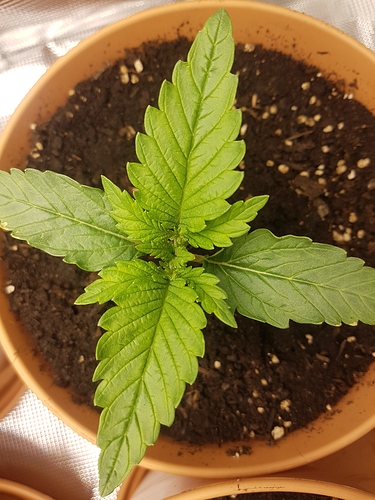 Growreport Bild 9