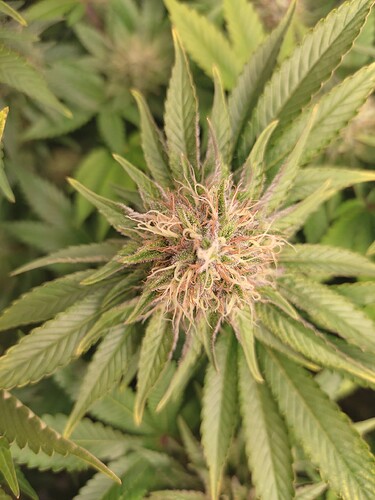 Growreport Bild 8