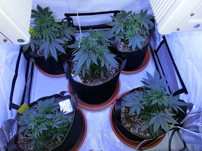 Fünf junge Cannabispflanzen in Stofftöpfen unter einer Grow-Lampe in einem Zelt.