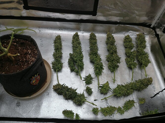 Growreport Bild 7