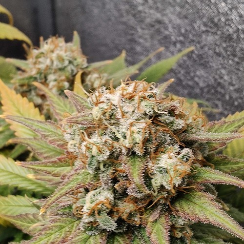Growreport Bild 13