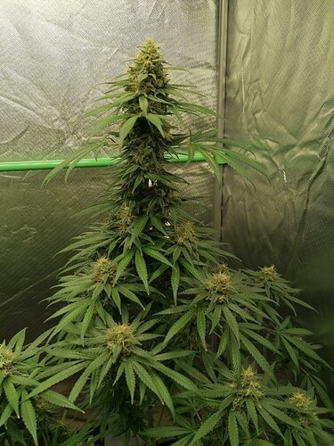 Growreport Bild 3