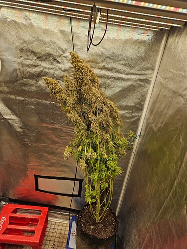 Growreport Bild 3