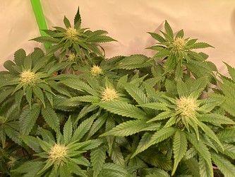Growreport Bild 8